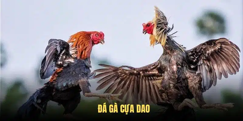 đá gà cựa dao