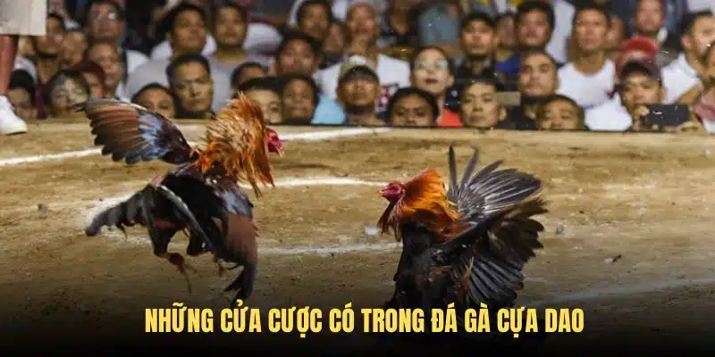 Những cửa cá kèo có mặt trong thể thức đá cựa dao