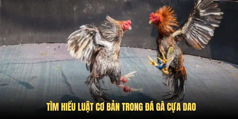 Tìm hiểu luật chi tiết trong hình thức chọi cựa dao